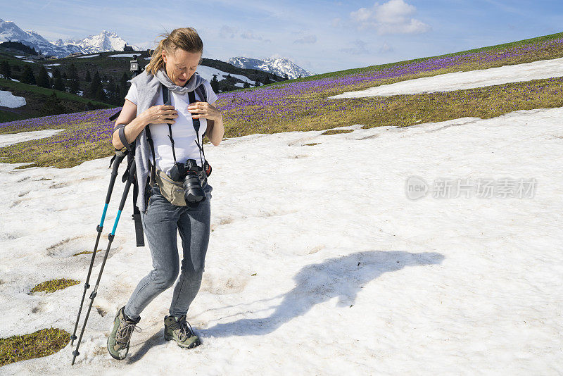 前视图的年长妇女徒步旅行在雪包围紫色地毯的藏红花和绿色的草地上的Velika Planina高原，斯洛文尼亚